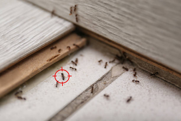 Best Affordable Pest Control Services  in Cascade, IA